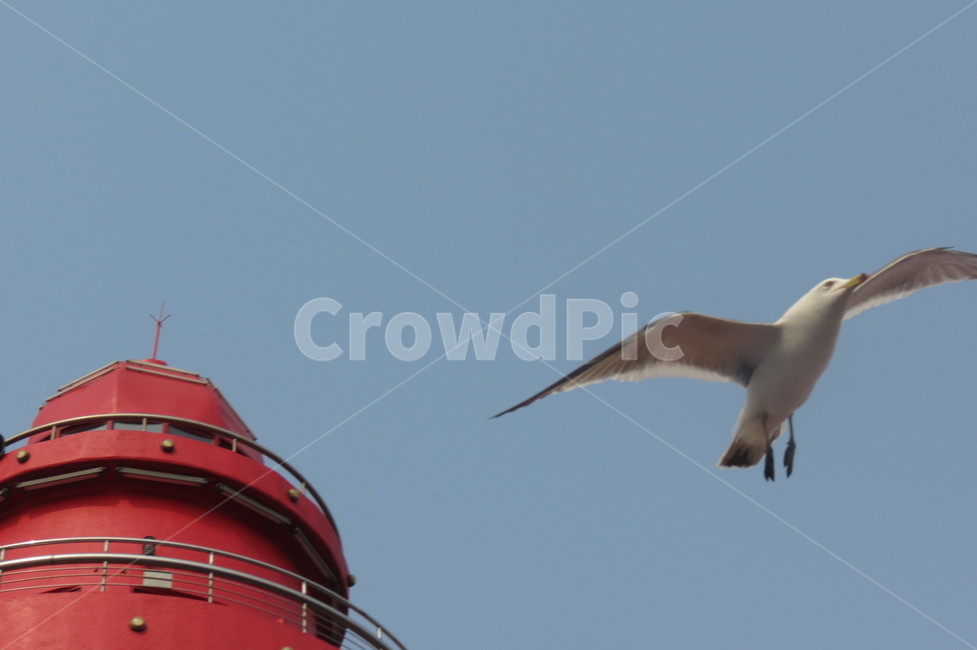 바다,갈매기,새,sea,seagull,gull,ocean,beach,bird,sky,하늘,등대,lighthouse,동물,animal,조류,새,birds
