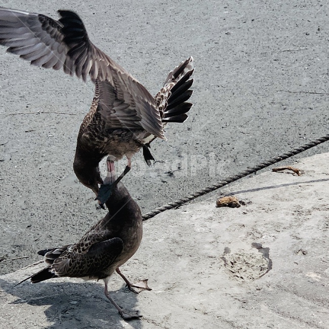 갈매기,새싸움,조류,동물,싸우는갈매기,선창가,새,bird,fighting,seagull,gull,fightingseagull