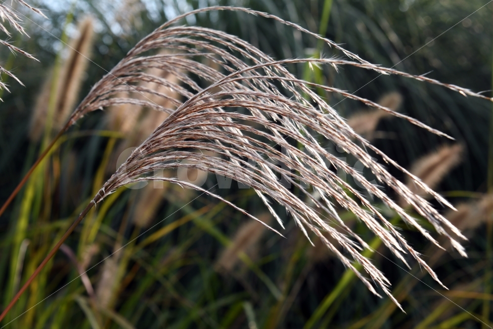 갈대,갈대밭,순천만,가을,석양,가을,계절,fall,autumn,season,식물,자연,plants,nature,grass,잔디,plant,lawn,reed,bird,새,animal,동물