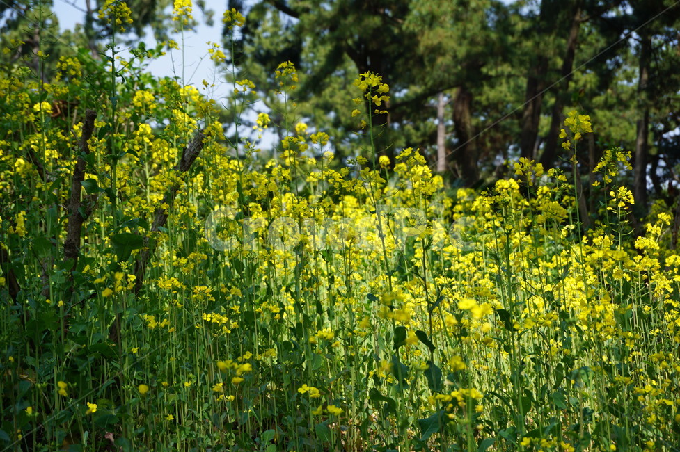 유채꽃,식물,꽃,자연,rapeflower,plants,flower,nature