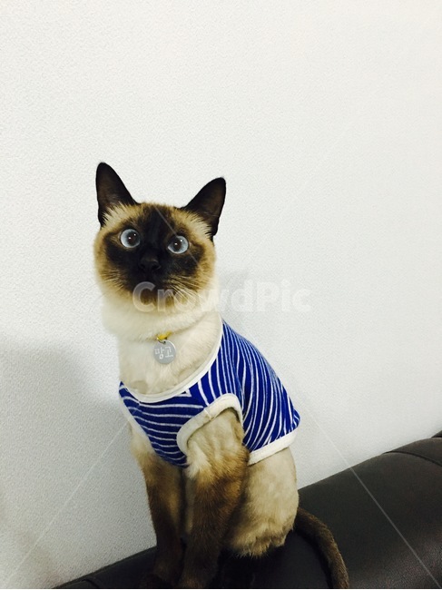 고양이,야옹이,샴,샴고양이,cat,반려동물,반려고양이,neko,동물,animal,포유류,mammal,고양이,cat,kitten,kitty