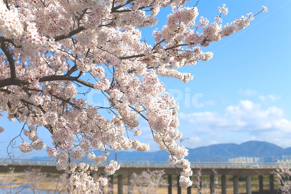 plant,식물,blossom,꽃,flower,벚꽃,봄