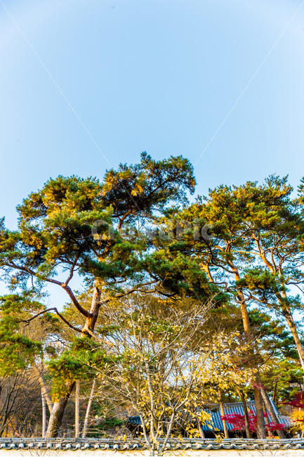 담장,문화유산,사찰,소나무,문양,기와,가을,계절,fall,autumn,season,자연,풍경,nature,landscape,한국자연풍경,한국자연경관,korea nature landscape,한국전통,한국문화,korean traditional,korean culture,식물,plants,나무,trees,wood,plant,tree