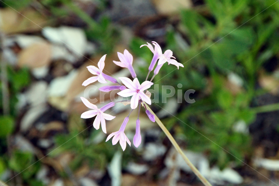 꽃,꽃잎,줄기,잎사귀,보라색,flower,leaf,자연,식물,자연,plants,nature,꽃,flower