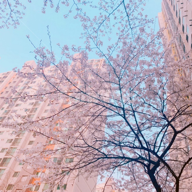 아파트,봄,꽃,벚꽃,풍경,벚꽃나무,벚꽃길,flower