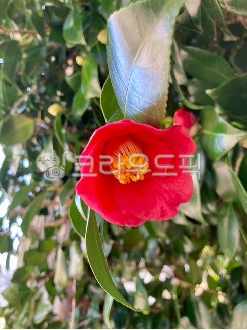 flower,꽃,blossom,동백꽃,예쁜꽃