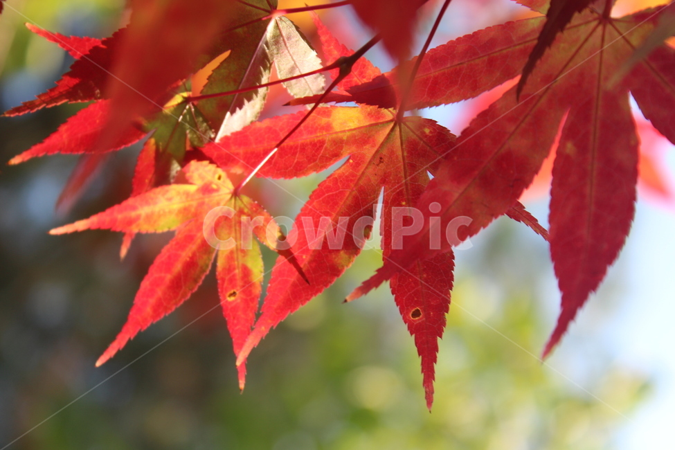 leaf,잎,tree,maple,단풍,가을,계절,fall,autumn,season,plant,식물,나무