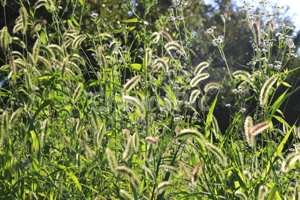 강아지풀,풀,잡초,벼과,식물,자연,구미초,낭미초,개꼬리풀,식물,자연,plants,nature