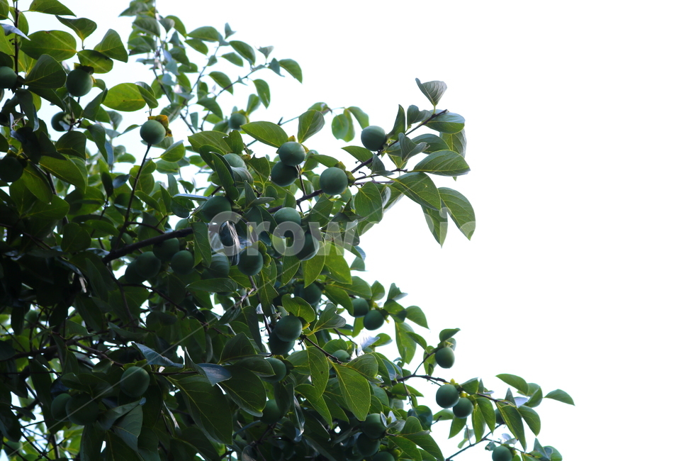 감,나무,감나무,식물,과일,열매,자연,식물,자연,plants,nature