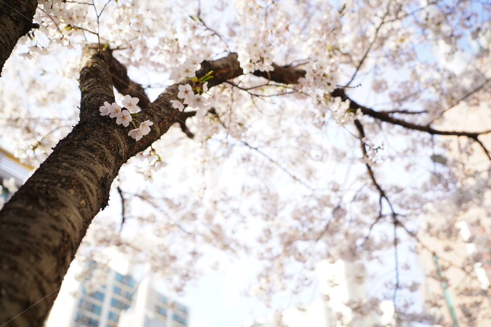 꽃,벚꽃,봄,계절,플라워,화이트,흰색,하얀색,생물,감성,느낌,식물,flower,spring,white,봄,계절,spring,season,식물,자연,plants,nature,꽃,flower,plant