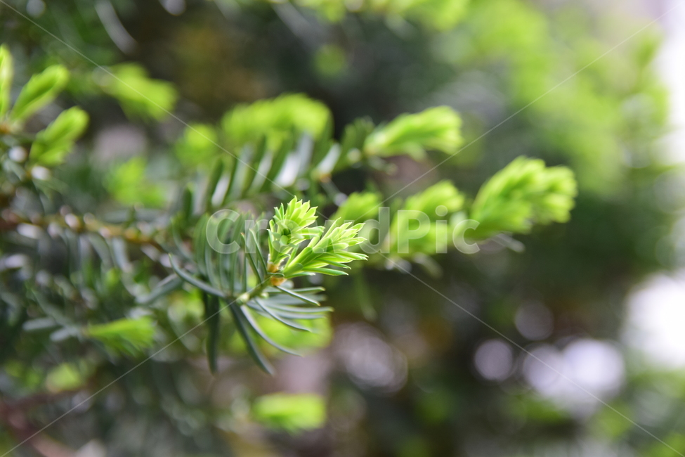 침엽수,새순,초록,감성,잎,자연,식물,nature,green,leaves,식물,자연,plants,nature