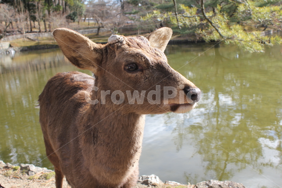 사슴공원,일본,사슴,japan,아기사슴,사슴클로즈업,동물,animal,포유류,mammal