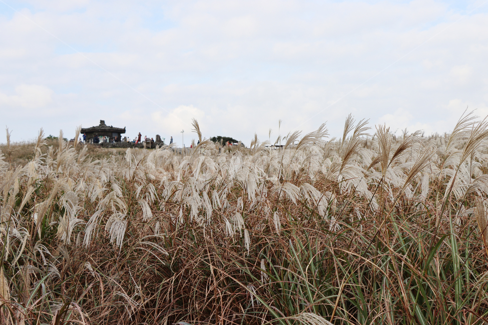 산굼부리,갈대,풍경,자연,식물,plant,grass,reed,nature,가을,계절,fall,autumn,season