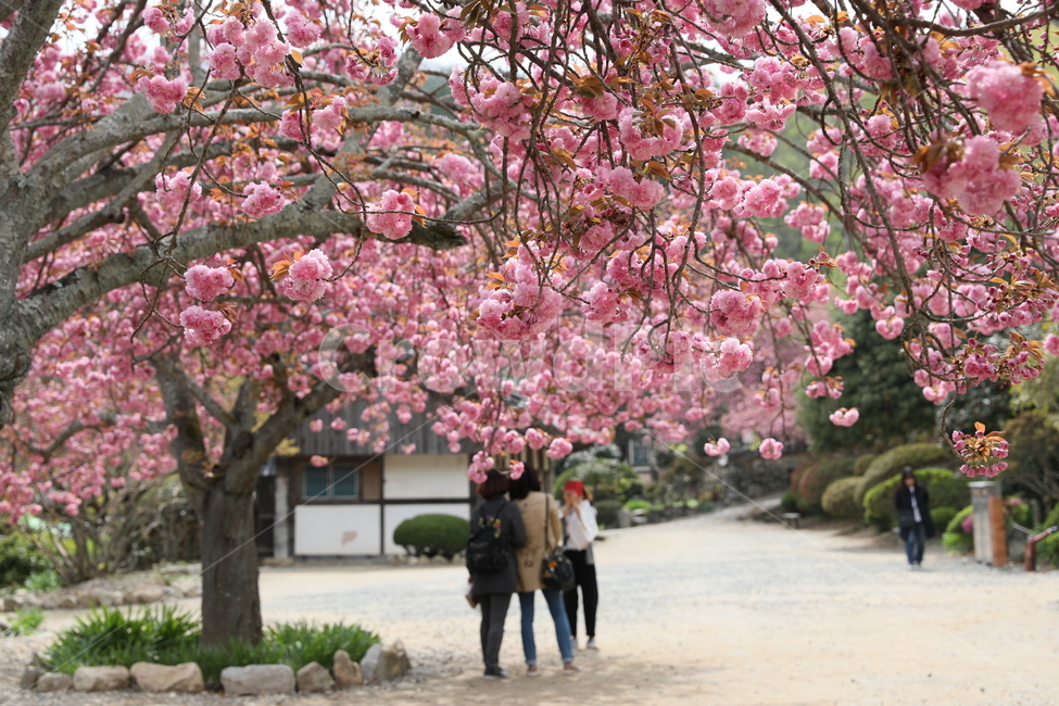 순천,선암사,만첩왕벚,겹벚꽃,벚꽃,봄,사찰,왕벚꽃,봄,계절,spring,season,식물,자연,plants,nature,꽃,flower,plant,blossom,cherry blossom