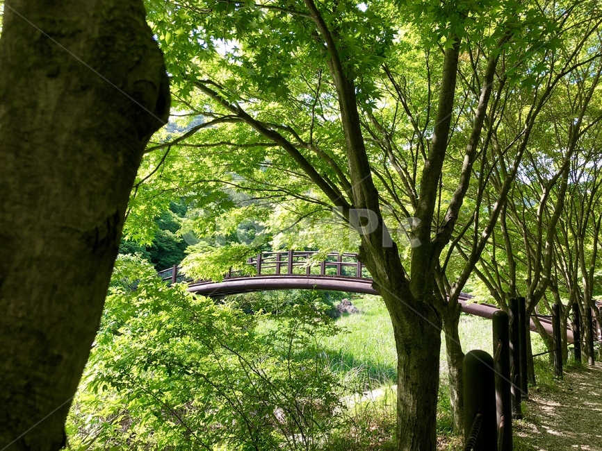 outdoors,옥외,나무,공원,숲,forest,tree,다리,bridge,산,자연,풍경,nature,landscape,식물,plants,나무,trees,wood