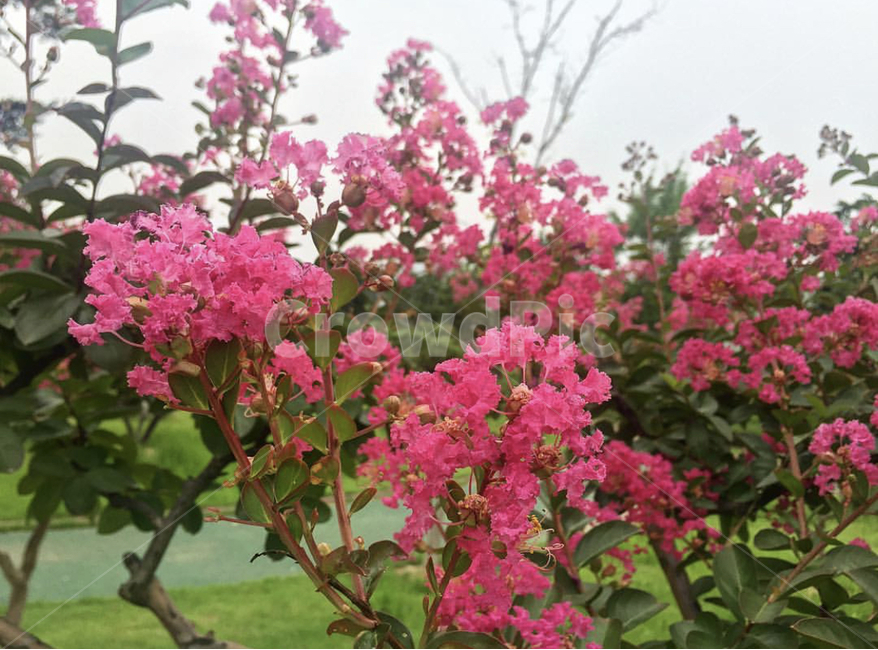 꽃,분홍,자연,여름,식물,flower,nature,summer