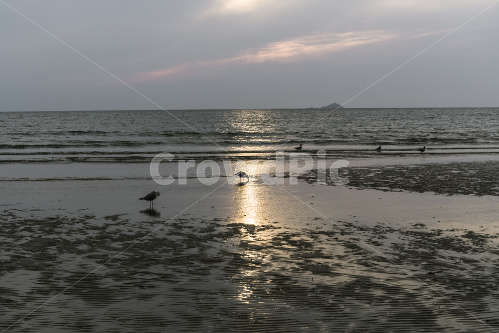 해변,갈매기,서해,태안해변,간조,bird,outdoors,바다,새,자연,풍경,nature,landscape,animal,동물