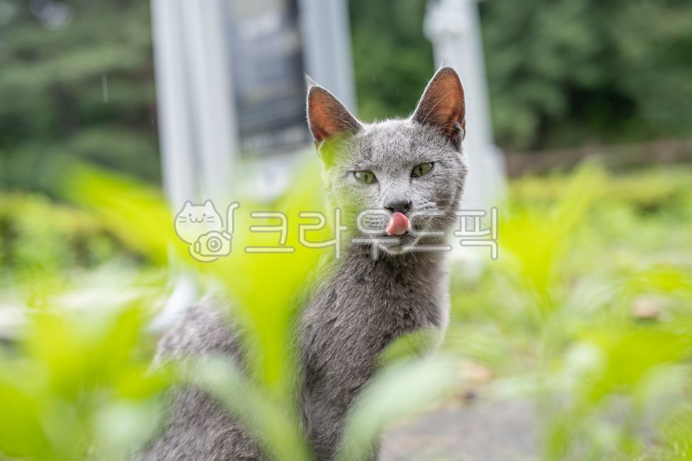 고양이,길냥이,냐옹이,야옹이,회색고양이,츄르먹는고양이,간식먹는고양이,뒷태,고양이뒷모습,하품하는고양이,포유류,동물,야생동물