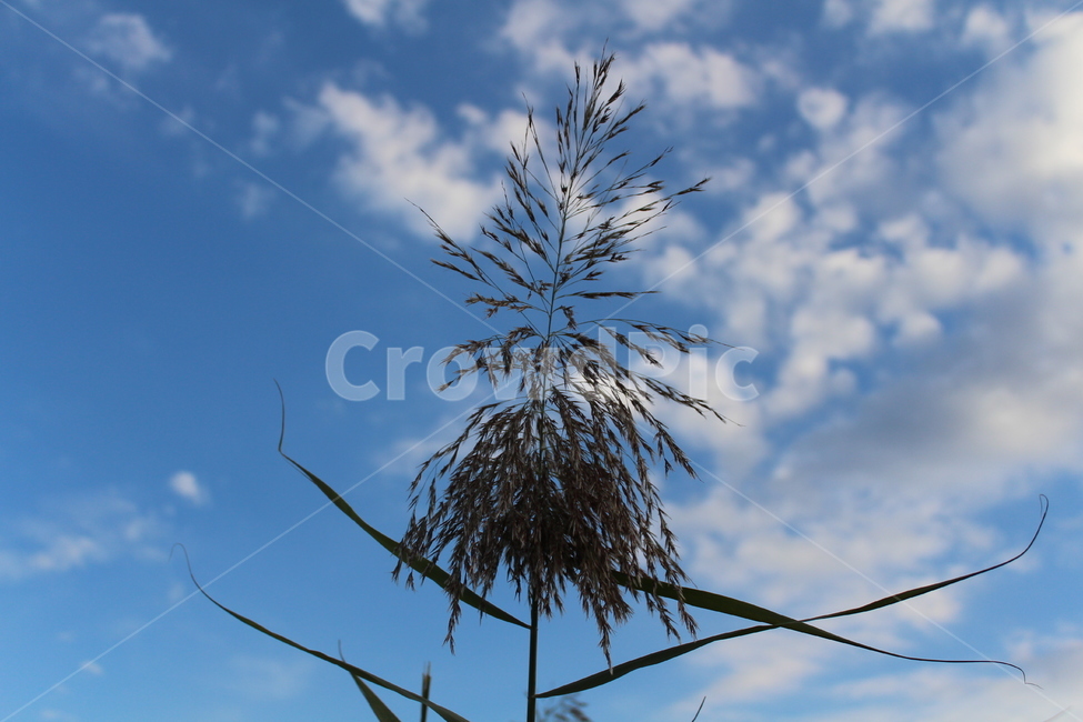 nature,자연,outdoors,청량한하늘,식물,식물,자연,plants,nature