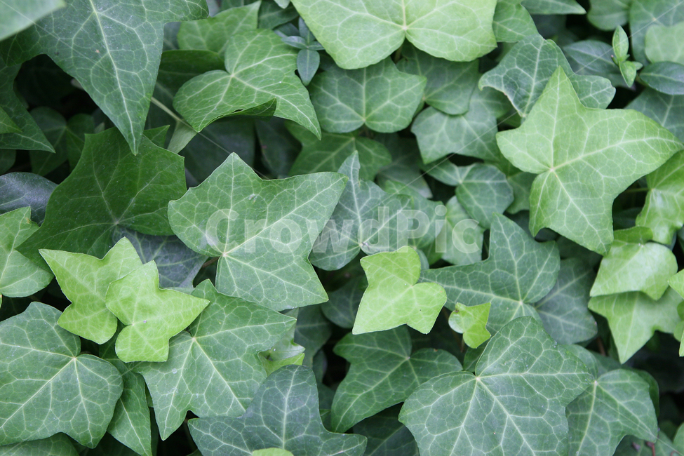 자연,식물,녹색,잎새,신선함,식물,자연,plants,nature