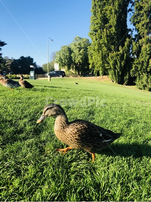 animal,동물,bird,새,오리,duck