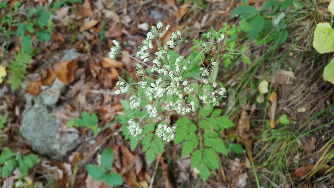 식물,문경,혜국사,꽃,가을,식물,자연,plants,nature,꽃,flower