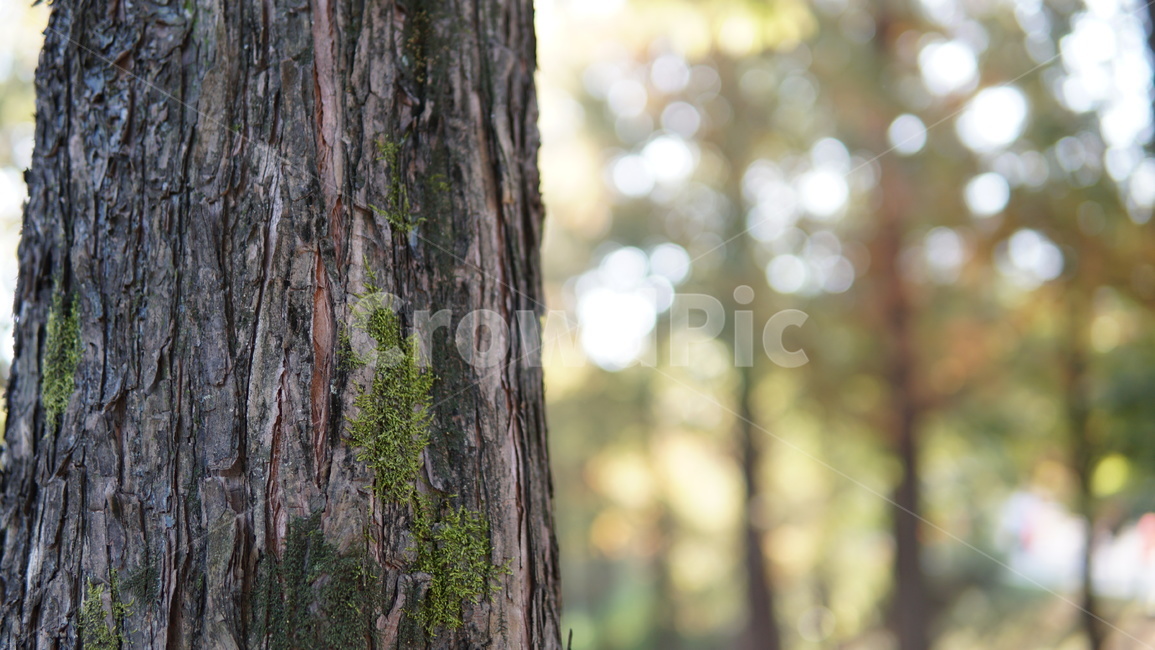 이끼,나무,배경,가을,식물,식물,자연,plants,nature,나무,trees,wood