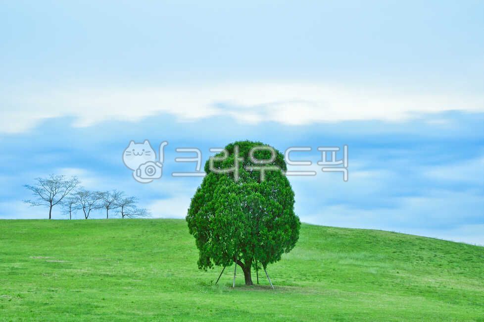 올림픽공원,나홀로나무,나무,공원,장노출,서울,든든한,크다,쓸쓸한,자연,풍경,nature,landscape