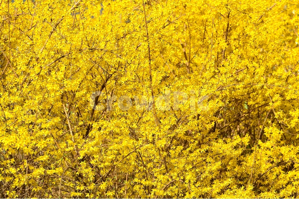 개나리,봄,화사한,노랑,파란하늘,꽃,나무,봄꽃,봄,계절,spring,season