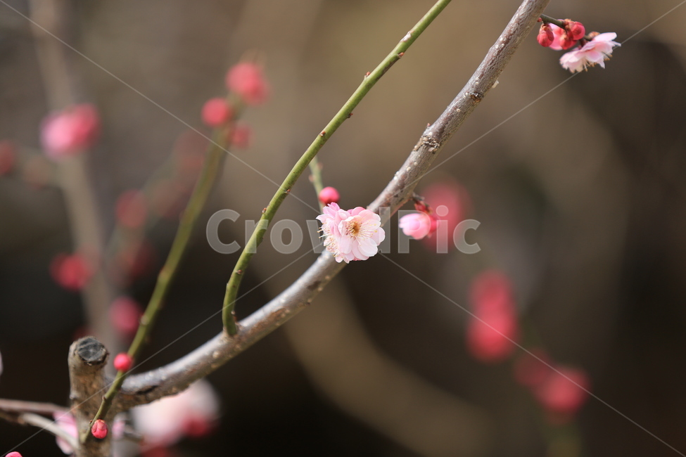 꽃,매화,식물,자연,홍매화,봄,봄,계절,spring,season,식물,자연,plants,nature,꽃,flower,plant,blossom