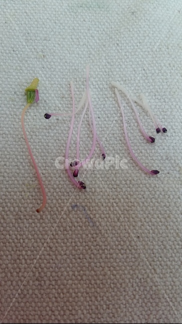 암술,수술,진달래암술,진달래수술,진달래씨방,식물,자연,plants,nature