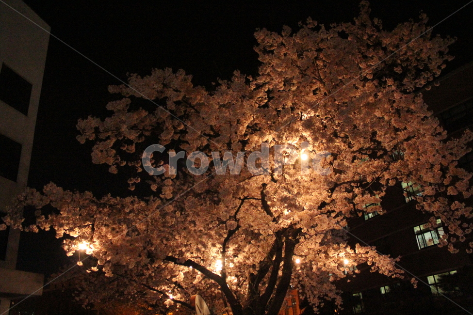 벚꽃,벚꽃축제,봄,밤,spring,봄,계절,spring,season,야경,밤,풍경,nightscape,night,landscape,light,빛,flare,플레어