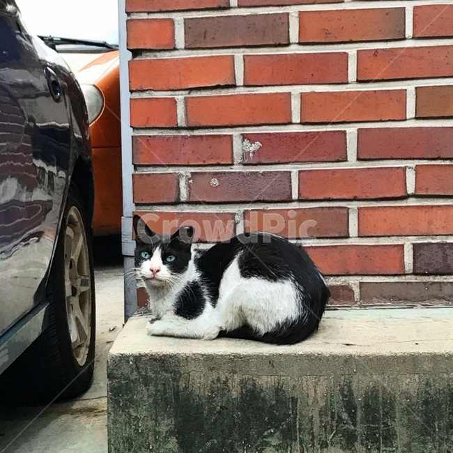 고양이,길냥이,젖소무늬,동물,식빵