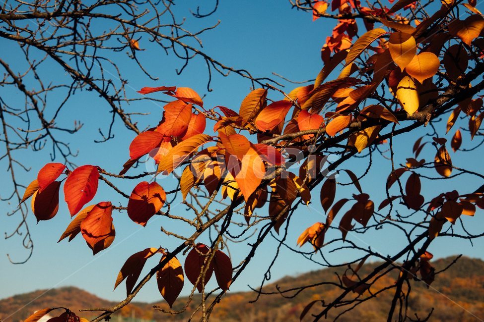 한국가을,가을나무,단풍나무,단풍잎,autumn,나무,trees,wood