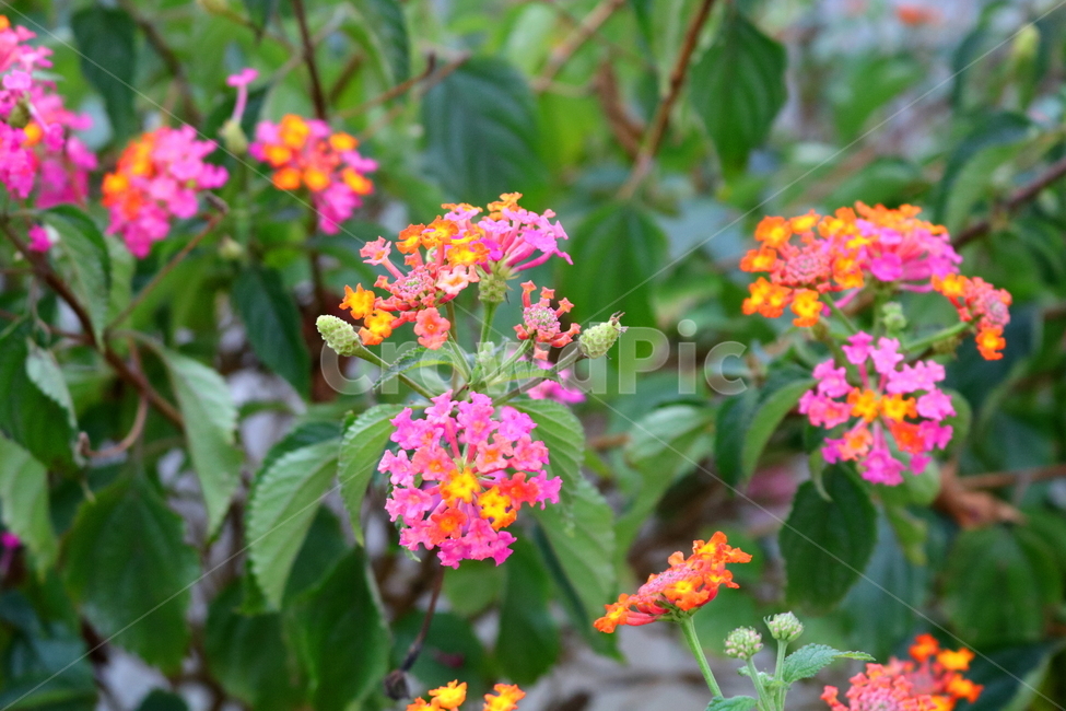 란타나,꽃,란타나꽃,식물,나무,자연,마편초과,식물원,식물,자연,plants,nature,꽃,flower