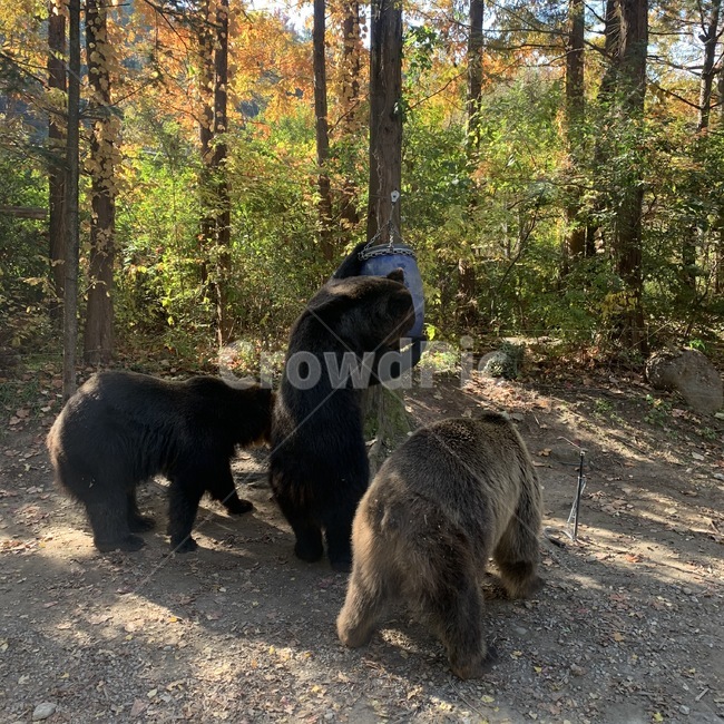 곰,동물원,동물,bear,곰세마리,animal,blackbear