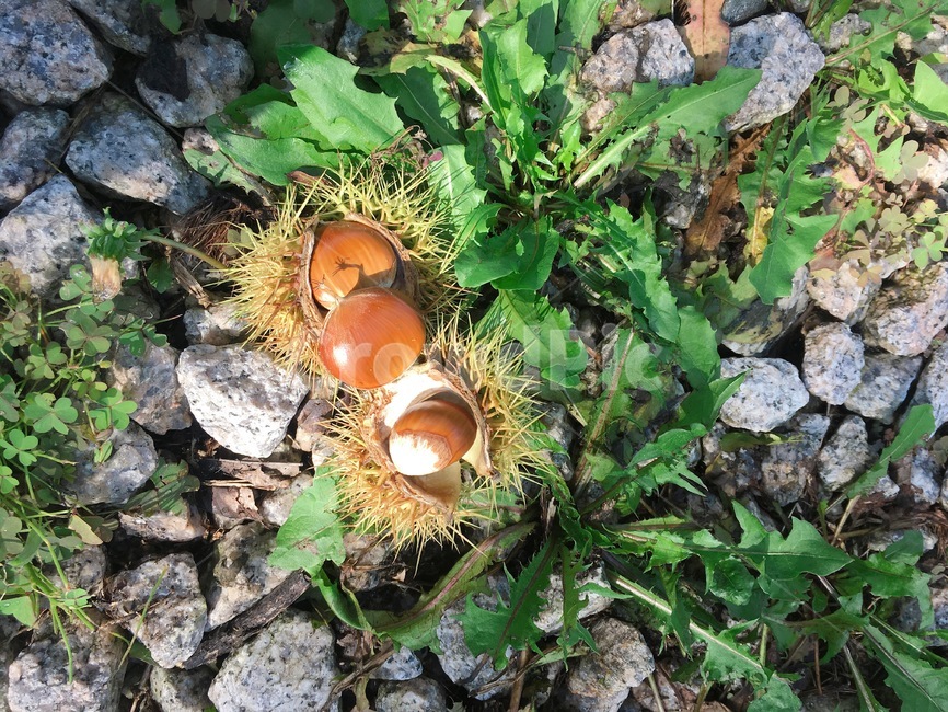 밤,밤송이,열매,밤나무,자연,알밤,군밤,꿀밤,견과류,nature,fruit,chestnut,food,음식,식물,곡물,너트,nut,야채,vegetable,씨,grain,seed,foodreserves,가을이미지,가을열매,가을,가을과일,잘익은