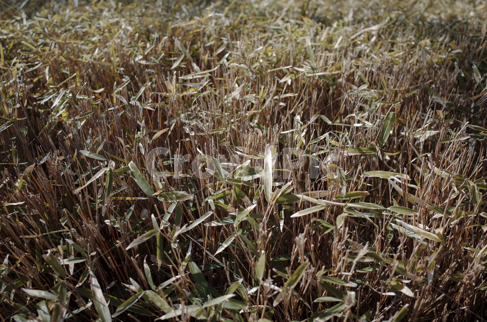 grass,잔디,plant,식물,lawn