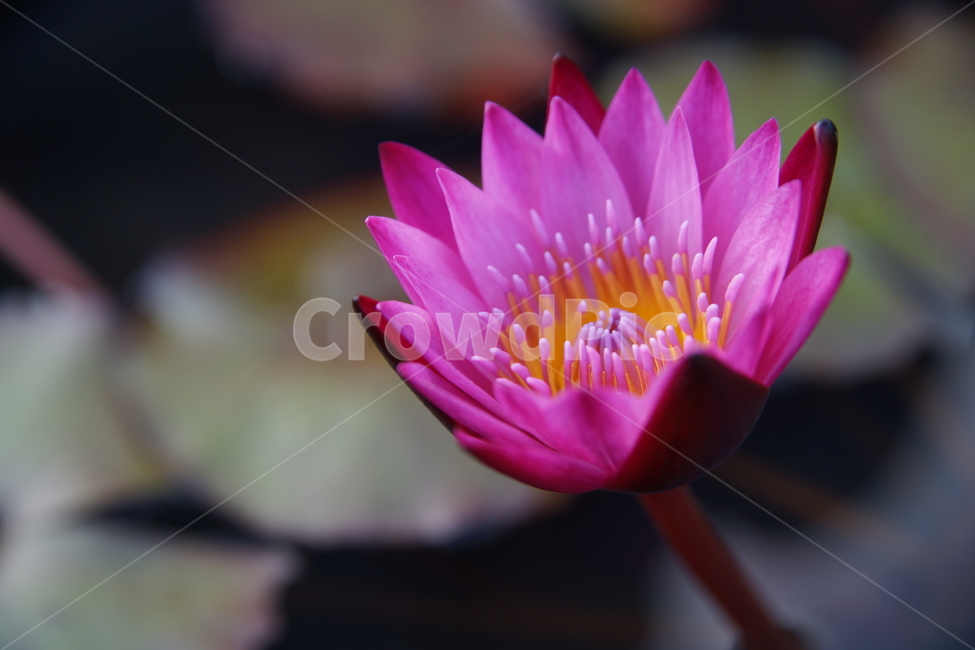 수련,연꽃,꽃,계절,분홍수련,연,수생식물,식물,자연,plants,nature,꽃,flower