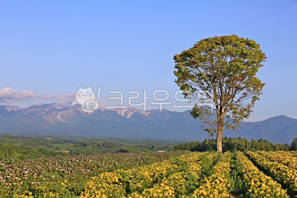 nature, 자연, field, 들판, farm, 사진,이미지,일러스트,캘리그라피 - SAFETY MAN작가