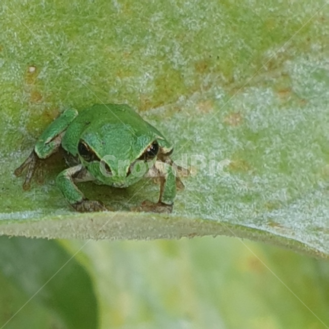 백일홍,꽃,노오란꽃,개구리,청개구리,귀여운,작은,동물,animal,파충류,양서류,reptile,amphibian