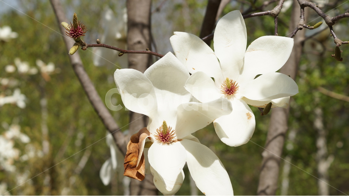 꽃,봄꽃,자연,풍경,목련,봄,계절,spring,season,식물,자연,plants,nature,꽃,flower,plant