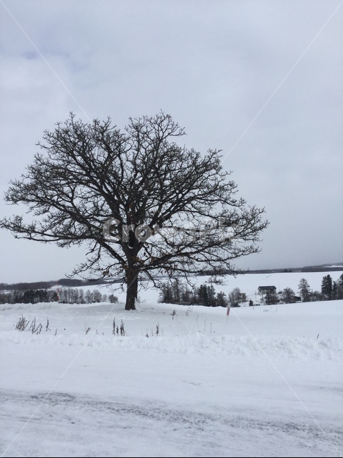 나무,눈,평야,자연,눈밭,겨울,계절,winter,season,자연,풍경,nature,landscape,outdoors,옥외