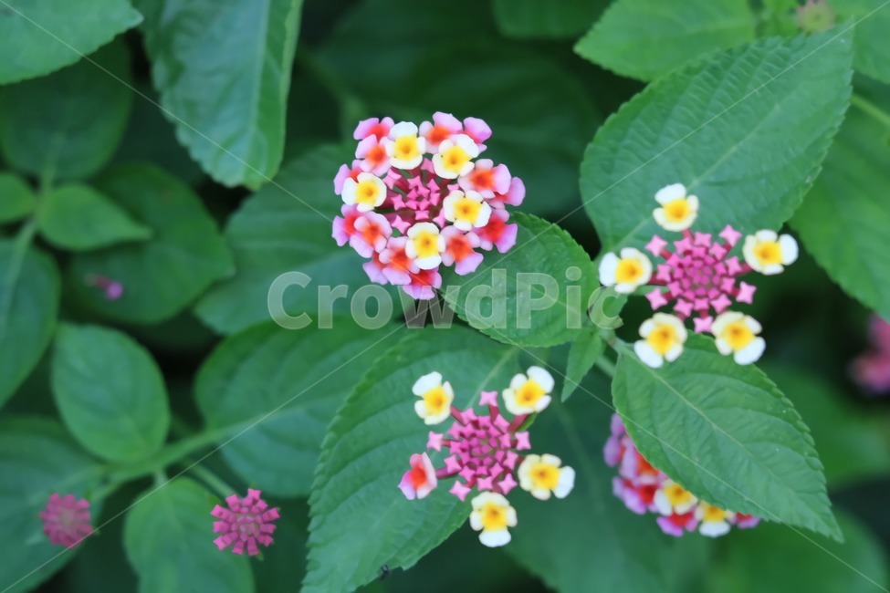 꽃,flower,들꽃,나뭇잎,자연,식물,분홍색,아름다움,식물,자연,plants,nature,꽃,flower