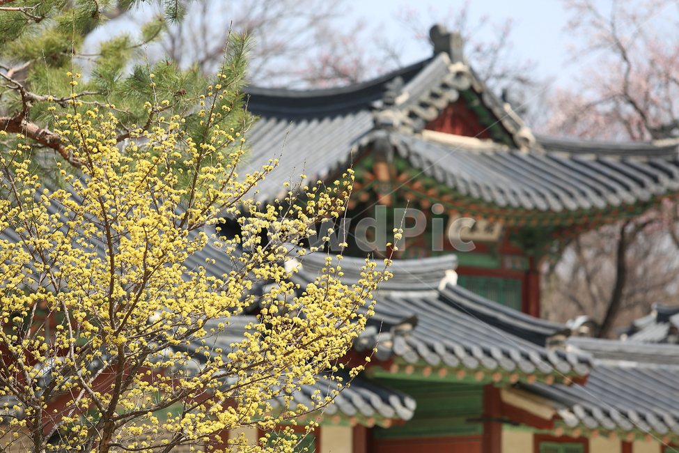궁,창덕궁,봄,palace,spring,flower,꽃,봄,계절,spring,season,한국전통,한국문화,korean traditional,korean culture,랜드마크,landmark,tourist attraction,한국랜드마크,한국관광지,한국명소,korea landmark,korea tourist attraction,식물,자연,plants,nature,꽃,flower