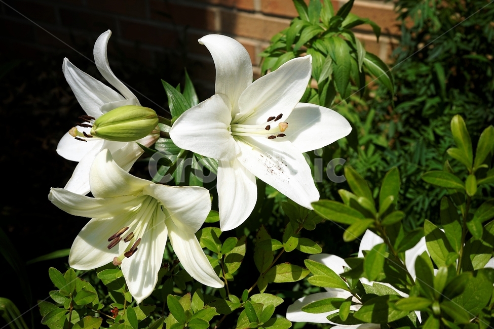 백합꽃,향기,암술,식물,원예,정원,식물,자연,plants,nature,꽃,flower
