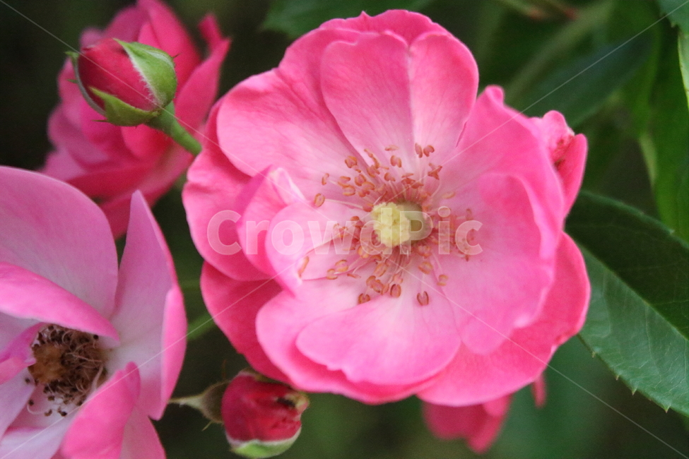 장미,꽃,식물,정원수,rose,식물,자연,plants,nature,꽃,flower