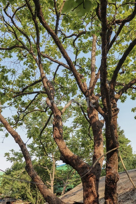 감나무,나무,나뭇잎,자연,초록,tree,green,nature