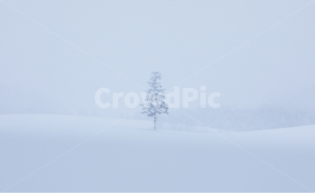 설경,눈,비에이,북해도,겨울풍경,snow,겨울,계절,winter,season,자연,풍경,nature,landscape,해외,외국,세계,foreign,oversea,world,세계자연풍경,해외자연풍경,외국자연풍경,world nature landscape,식물,plants,나무,trees,wood,outdoors,옥외,storm,폭풍,blizzard,눈보라