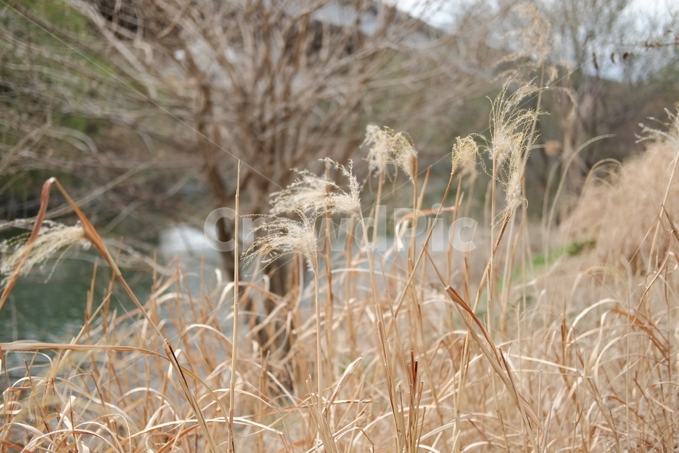 갈대,청계천,가을,갈색,풍경,풀,자연,가을,계절,fall,autumn,season,식물,자연,plants,nature,grass,잔디,plant,lawn